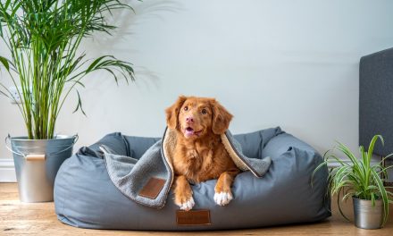 In-office dogs help reduce stress levels