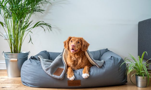 In-office dogs help reduce stress levels