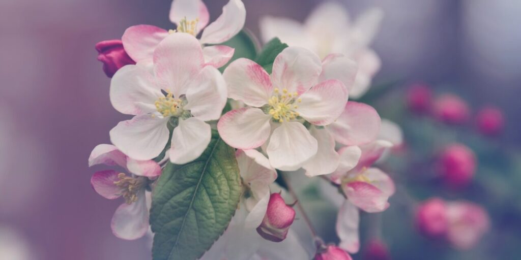 houseplants for scent