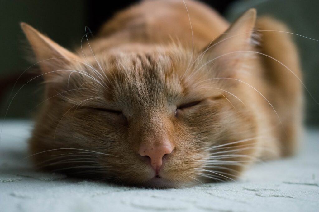 orange tabby cat sleeping on white textile