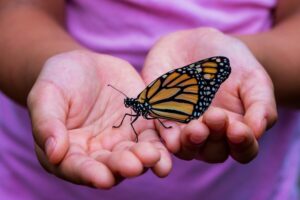 person holding yellow and black butterfly
