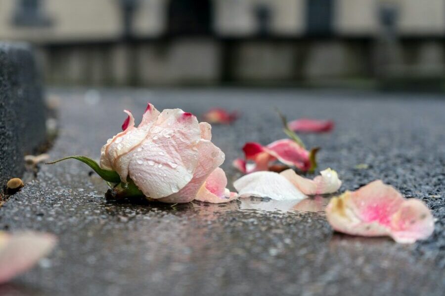 pink and white petals on ground