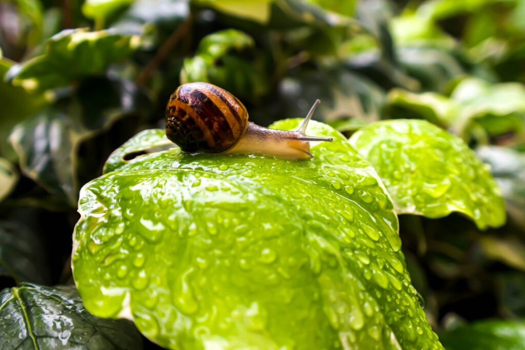 A slow snail on a green leaf