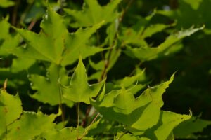 Green leaves