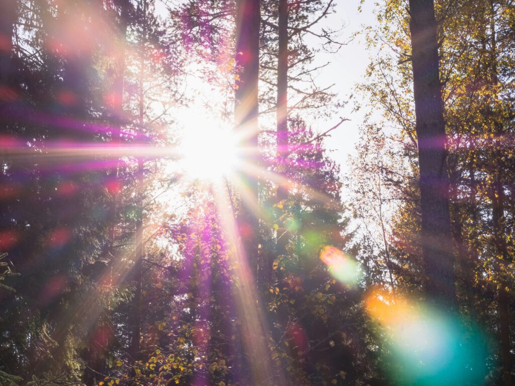 Sun shining through the trees