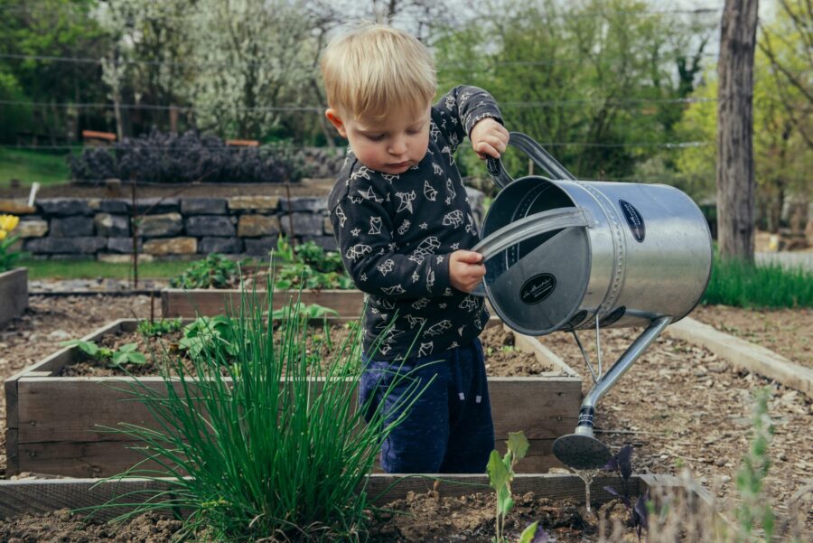 A young child, whose working parents tend a busy schedule, waters plants in the garden using a metal watering can.