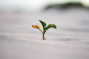 A small green plant sprout symbolizing growth emerges from sandy soil, set against a blurred background.