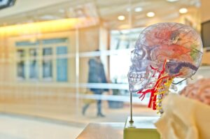 Photo of artificial human skull showing brain.