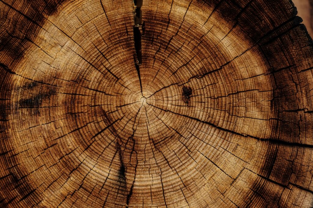 A cross section of a tree.
