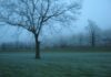 Outdoor Wellbeing Push Targets Blue Monday Mental Health Dip A tree in a field with a foggy sky.