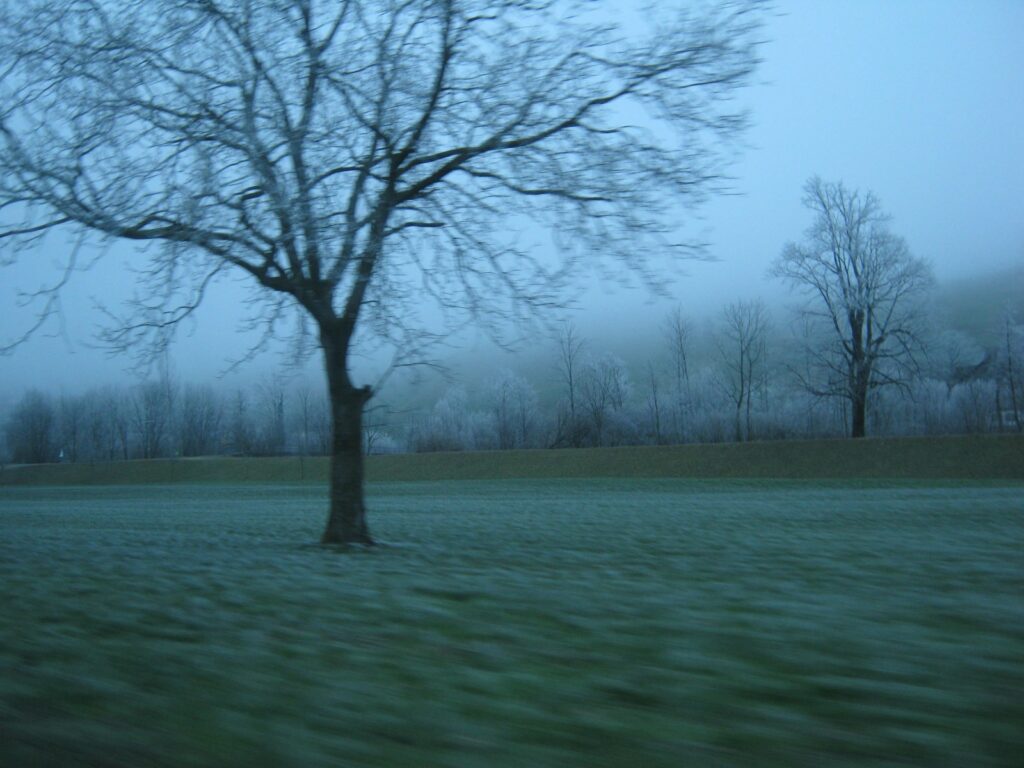 A tree in a field with a foggy sky.
